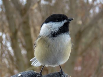 Close-up of bird perching outdoors