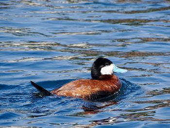 Close-up of duck swimming in lake