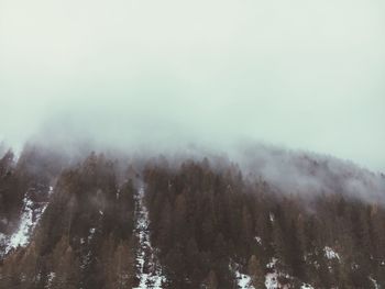 Low angle view of trees on snowcapped mountain during foggy weather