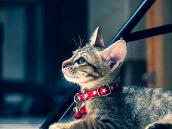 Close-up of a cat looking away