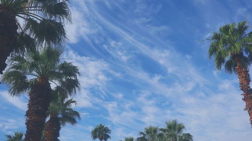Low angle view of palm trees against sky