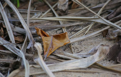 High angle view of dry leaf