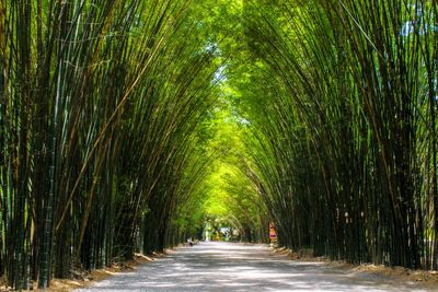 Road amidst trees in forest