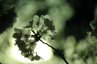 Close-up of flower tree