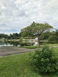 Plants growing on field by lake against sky