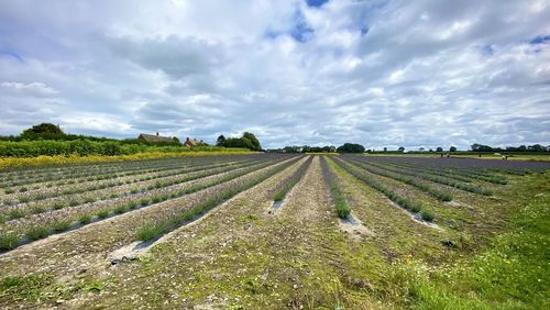 Scenic view of agricultural field against sky