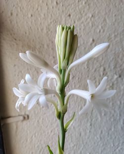 Close-up of white flowering plant against wall