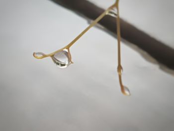 Close-up of water drops on leaf