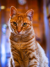 Portrait of tabby cat