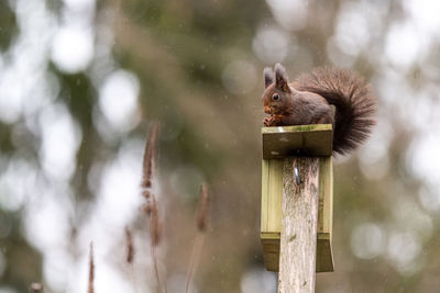 Close-up of squirrel on wood