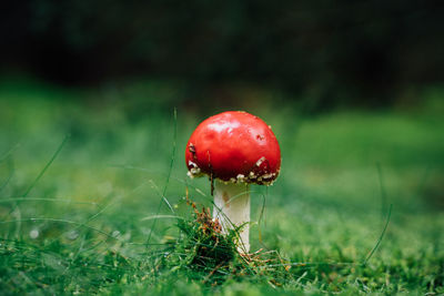 Close-up of fly agaric mushroom on field