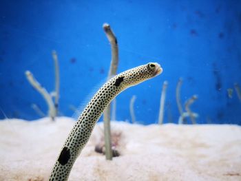 Close-up of turtle in water
