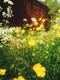 Close-up of yellow flowers blooming outdoors