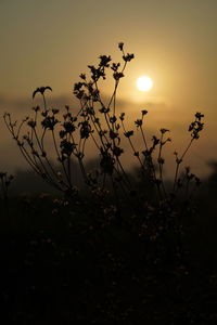 Silhouette of plants on field against sky during sunset