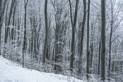Bare trees on snow covered land