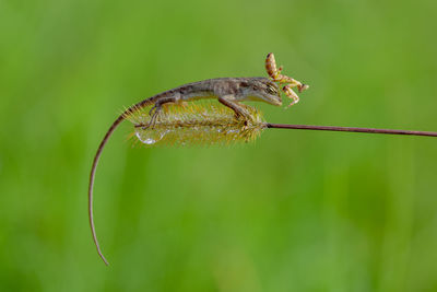 Close-up of insect on leaf