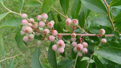 Close-up of berries growing on tree