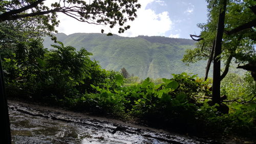 Scenic view of trees and mountains against sky