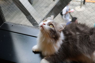 Close-up portrait of cat sitting on floor
