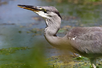 High angle view of gray heron