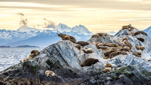 Rocks on snowcapped mountain against sky during sunset