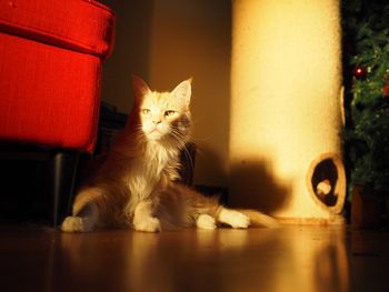 Portrait of cat sitting on floor