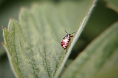 Close-up of ladybug on leaf