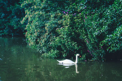 Swan swimming in lake