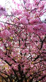 Low angle view of pink flowers blooming on tree