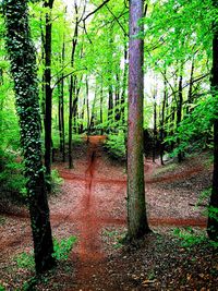 Trees in forest