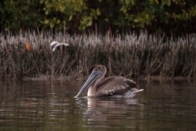 Duck swimming in lake