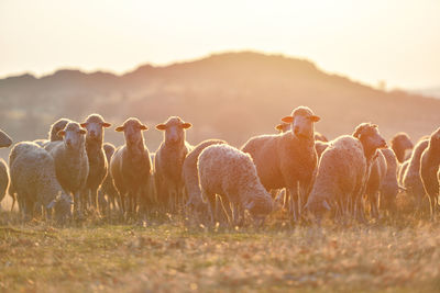 Sheep in a field