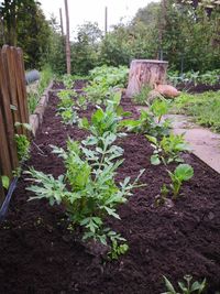 Plants growing in garden