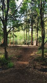 Trees growing in forest