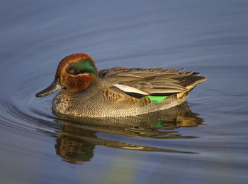 Eurasian teal or common teal, anas crecca, floating on the water