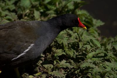 Close-up of bird perching on plant