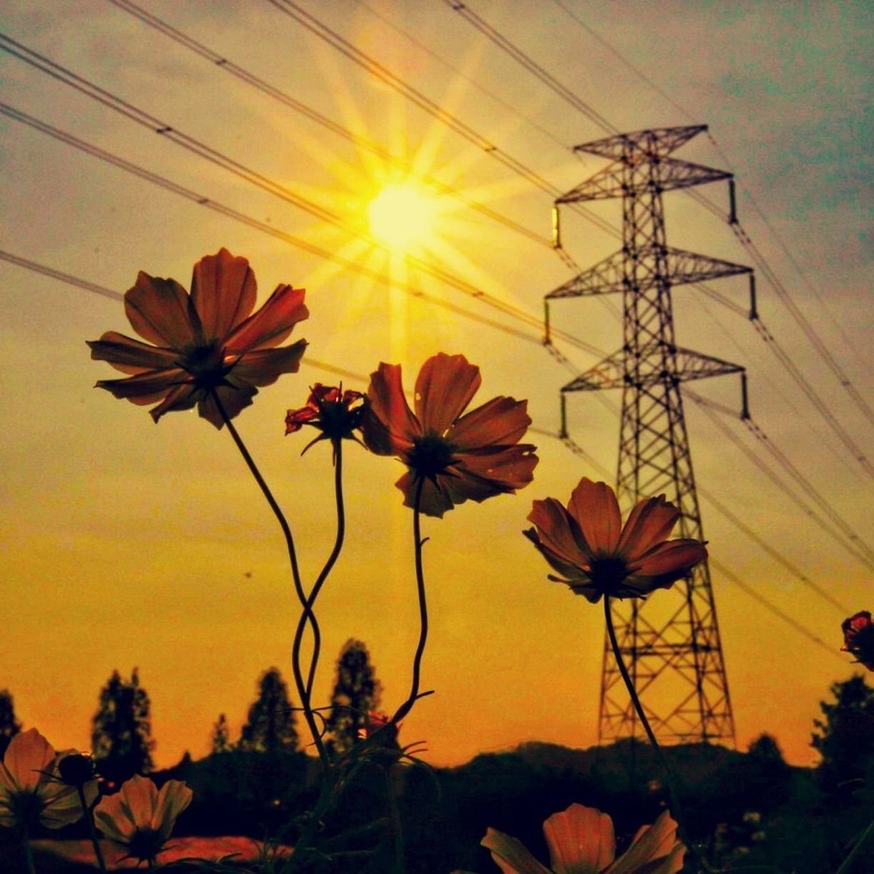 flower, sunset, orange color, fragility, sun, beauty in nature, nature, plant, petal, growth, freshness, sky, stem, low angle view, sunlight, flower head, silhouette, no people, close-up, outdoors