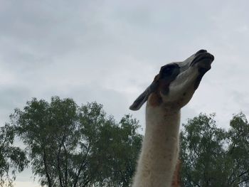 Low angle view of giraffe against sky