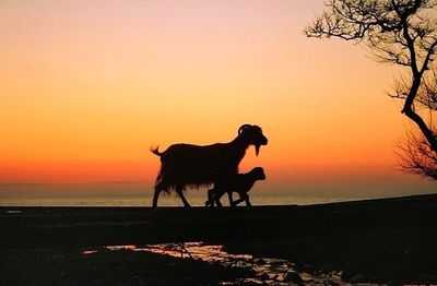 Silhouette of dog against sky at sunset