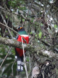 Close-up of bird perching on branch