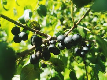 Close-up of berries growing on tree