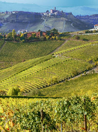 Scenic view of vineyard on field