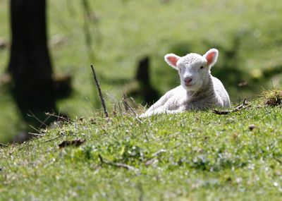 Lamb relaxing on grassy field