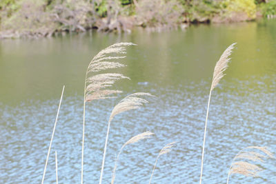 Close-up of plant on lake