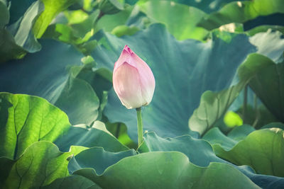 Close-up of pink lotus water lily