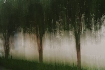 Trees in water