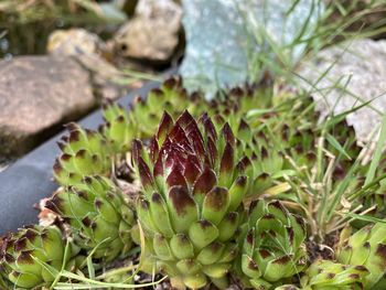 Close-up of succulent plant on field