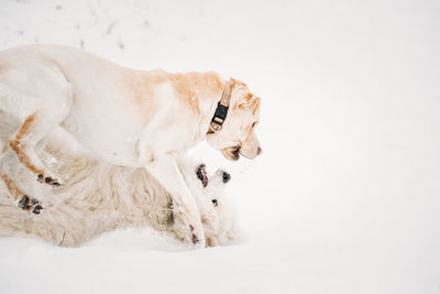 Dog on snow