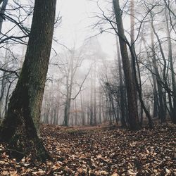 Bare trees in forest