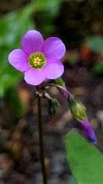 Close-up of purple flowers blooming outdoors